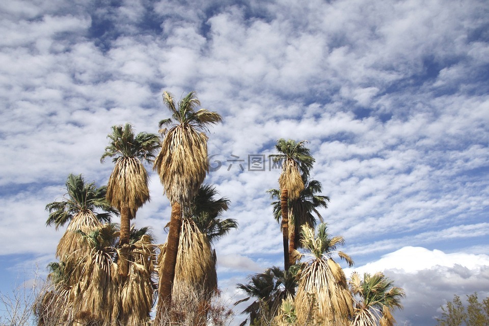 风扇的棕榈树,玛拉的绿洲,约书亚树国家公园