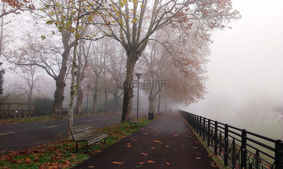 雾,公园,秋