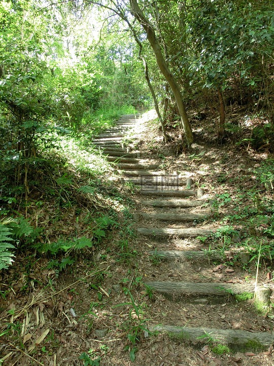 楼梯,森林,一步