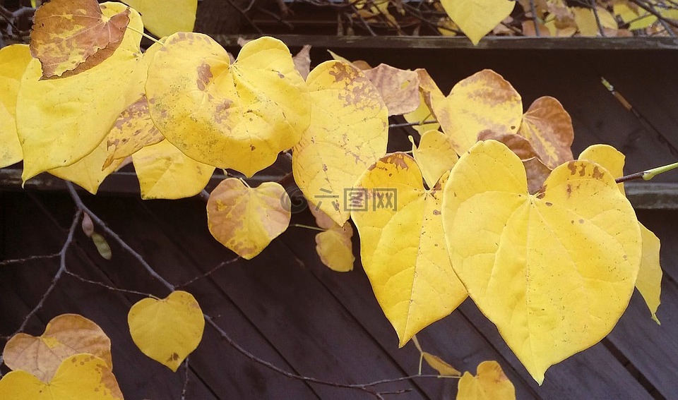 秋天树叶,黄色,木材