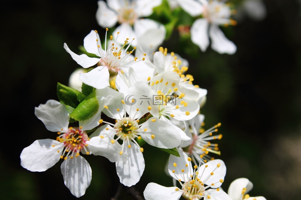 mirabelka,鲜花和米拉贝尔李子,梅花