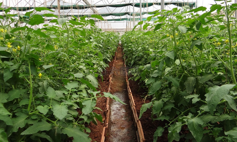 番茄植物,温室大棚,温室