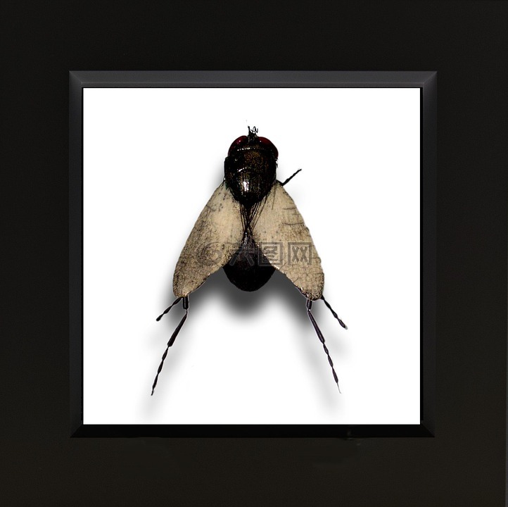 陶瓷,昆虫,艺术