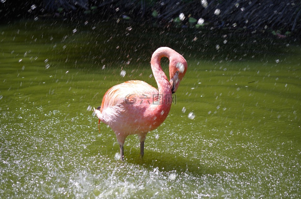 粉红色的佛兰芒语,鸟,水