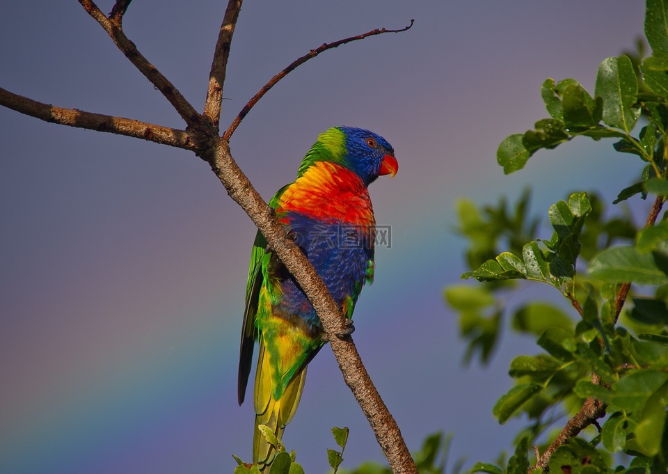 彩虹澳洲鹦鹉,鹦鹉,色彩缤纷