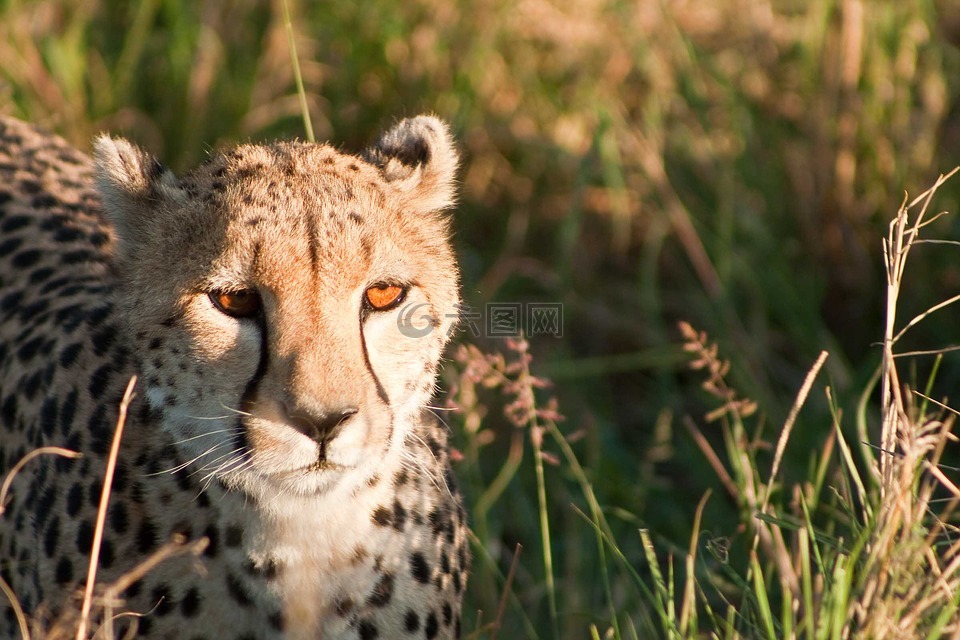 猎豹,肯尼亚,非洲