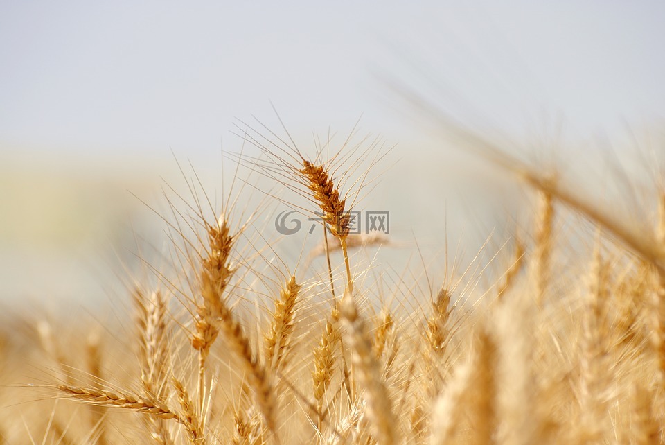 小麦,面包,谷类