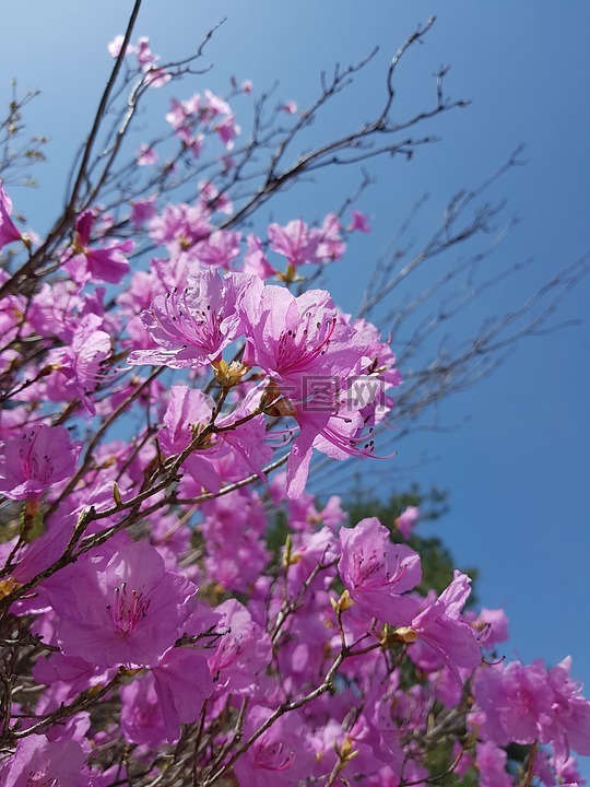 春天的花朵,映山红,映山红花朵