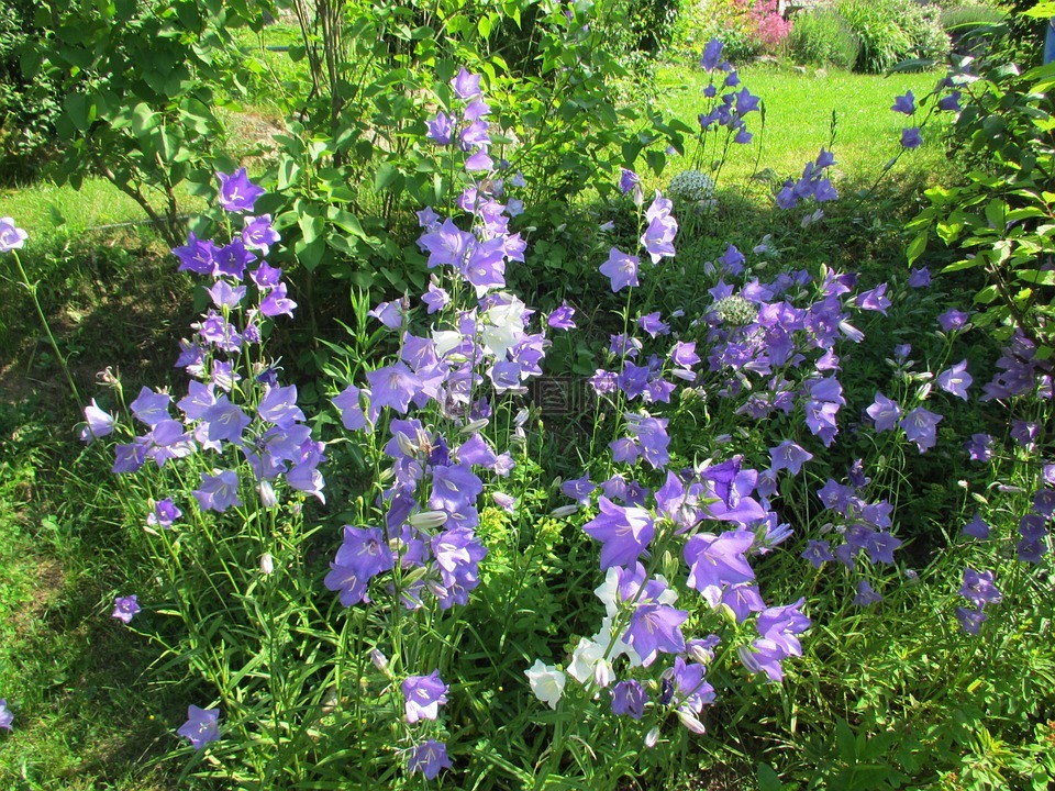 顶针,蓝色,花