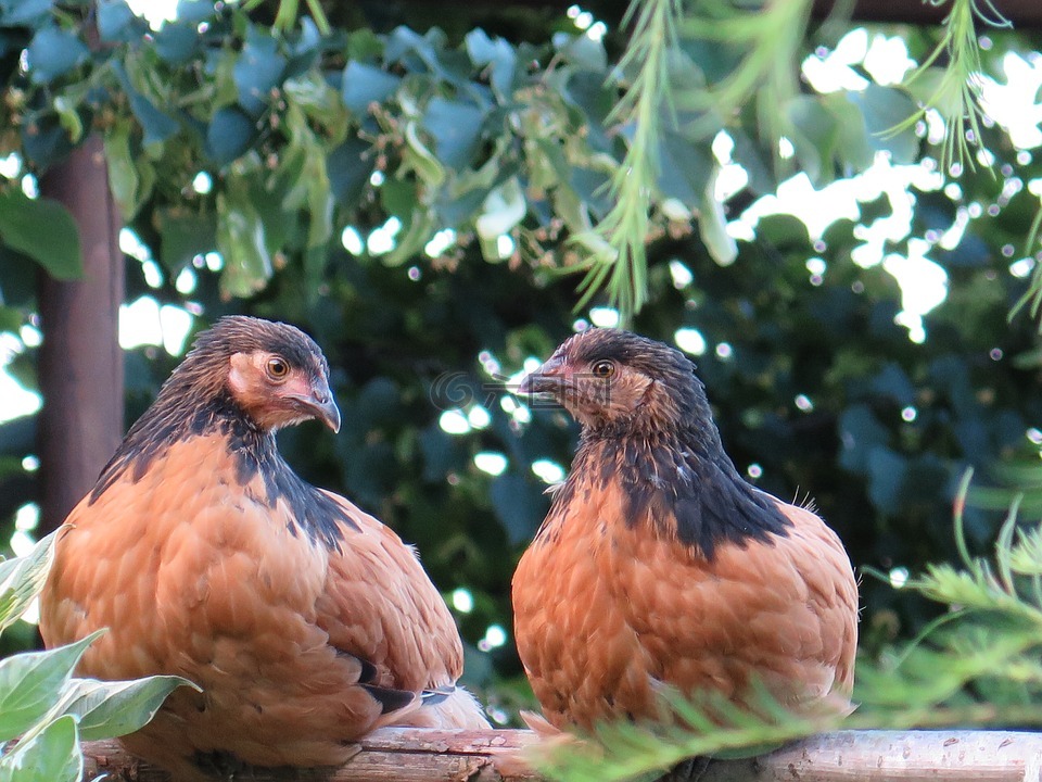 初中鸡,鸡,小鸡