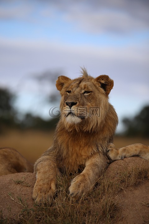狮子,草原,非洲