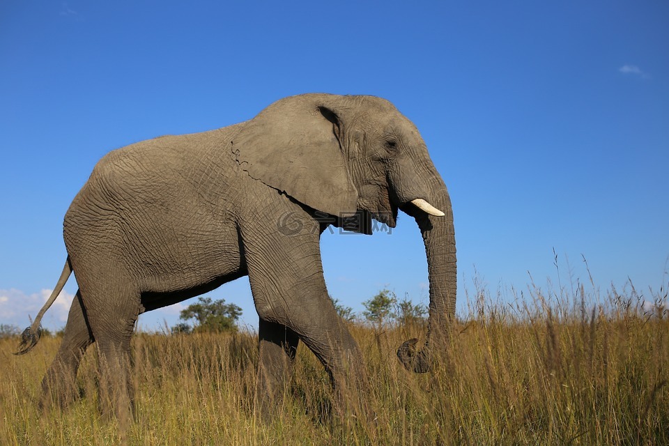 非洲大象,草原,津巴布韦