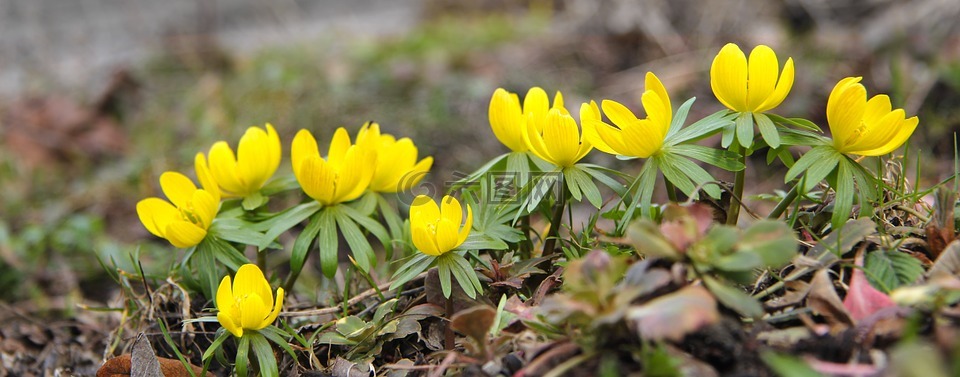 冬天乌头,eranthis hyemalis,春天