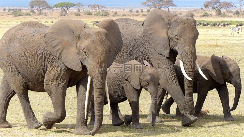 大象,肯尼亚,安博塞利 np