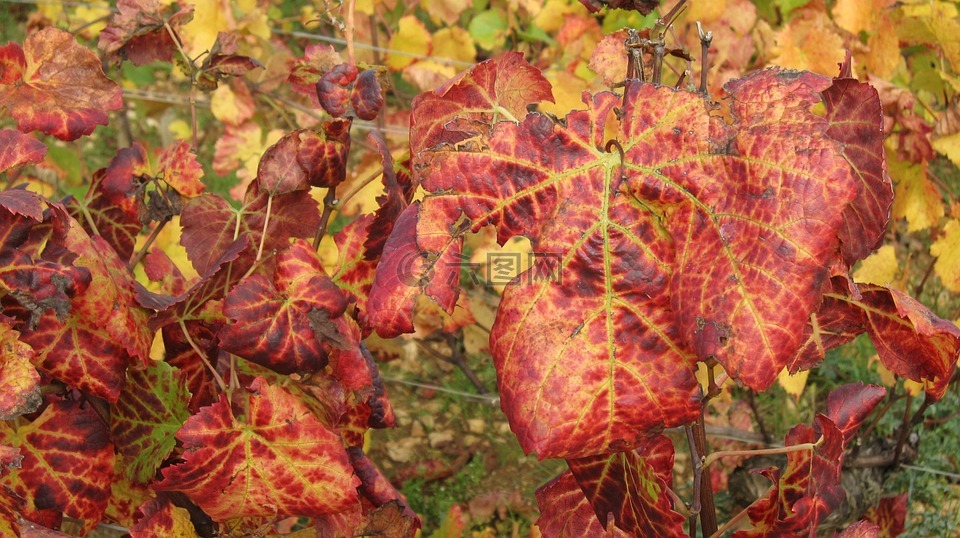 戈登在秋天的斜坡,葡萄树,藤叶