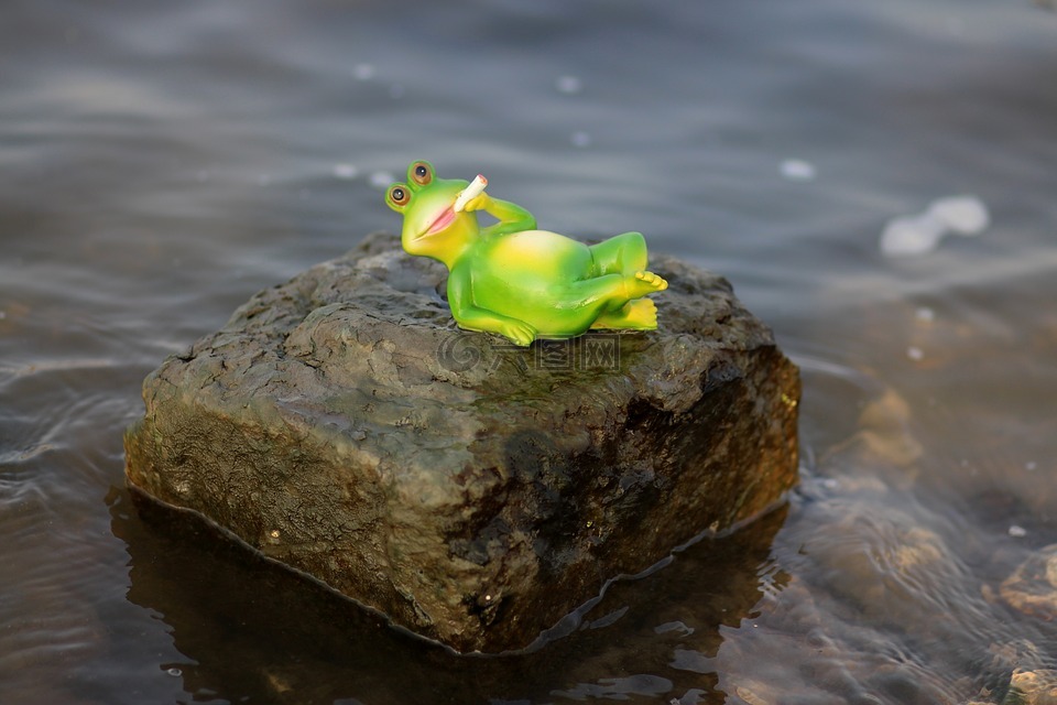 青蛙,水,懒