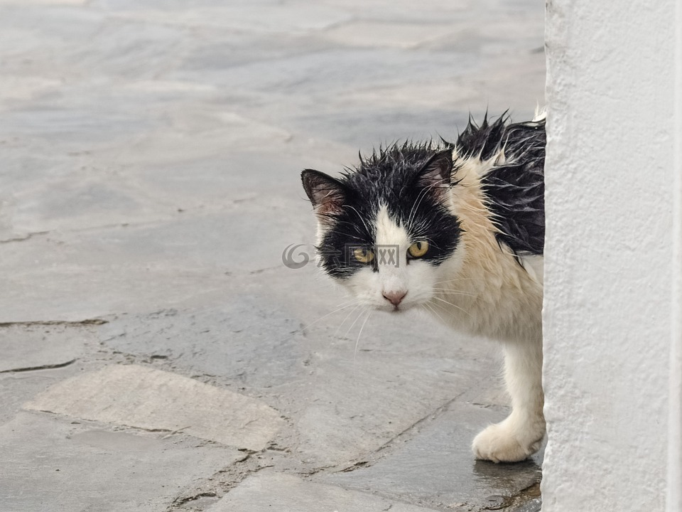 猫 迷路 湿高清图库素材免费下载 图片编号 六图网