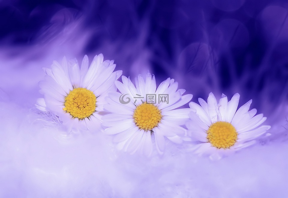 雏菊,鲜花,白