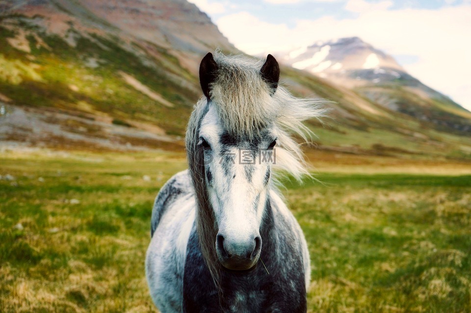 冰岛,马,小马