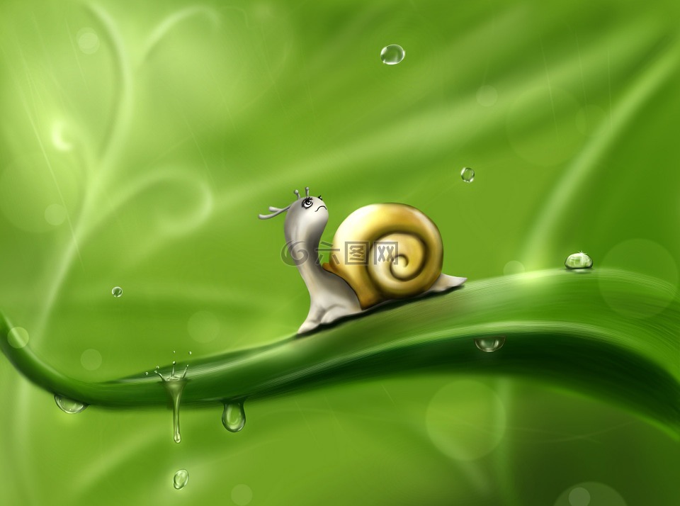 蜗牛,滴,雨