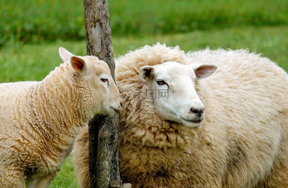 羊,羊肉,感情