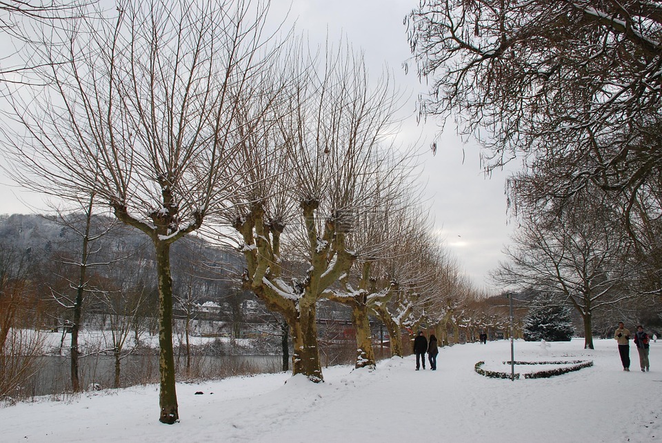 冬天,树木,萨尔布吕肯