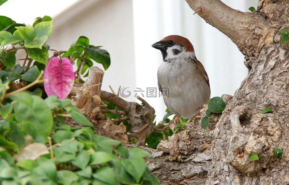 麻雀,鳥類,九重葛