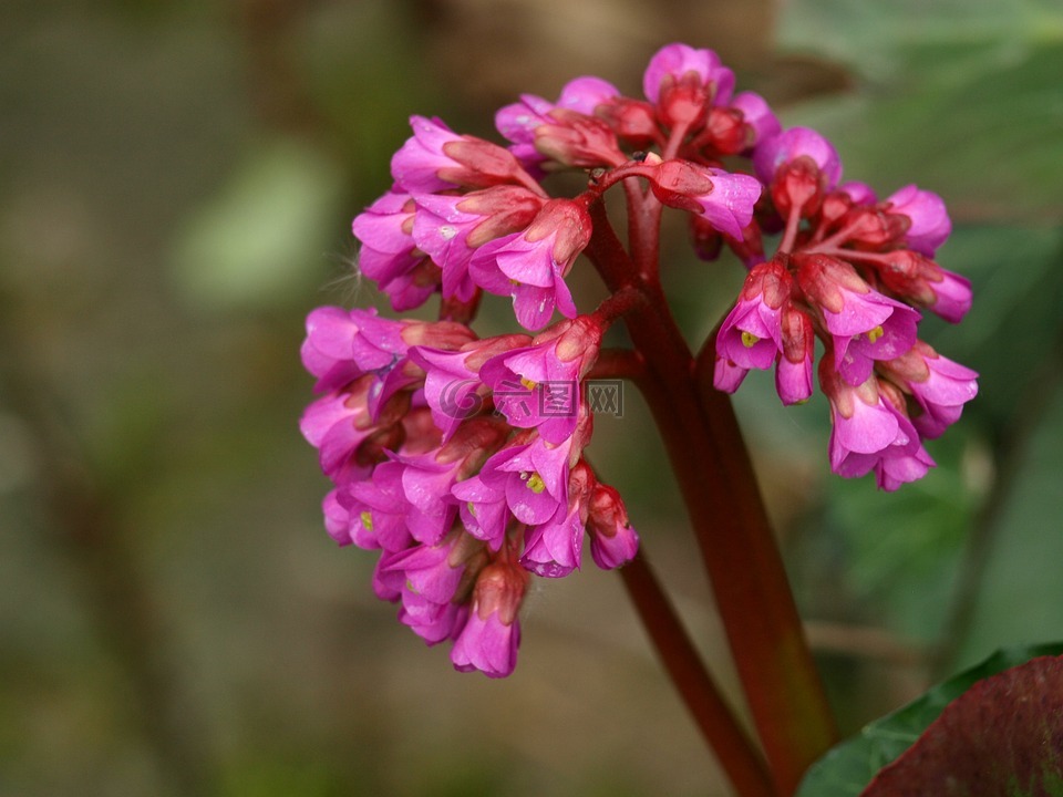 白菜,花,粉红色