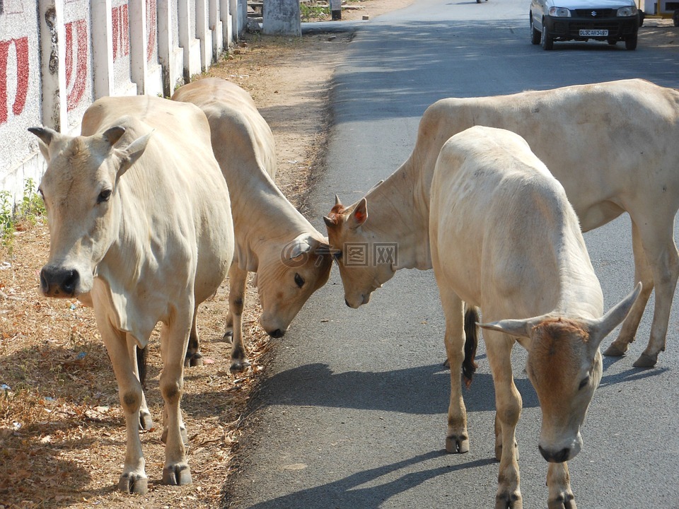 印度,奶牛,神圣