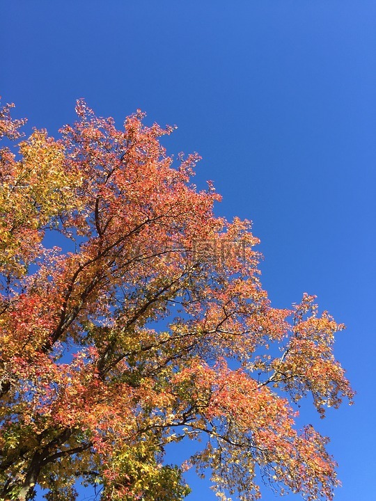 蓝色的天空,秋天,秋天树叶