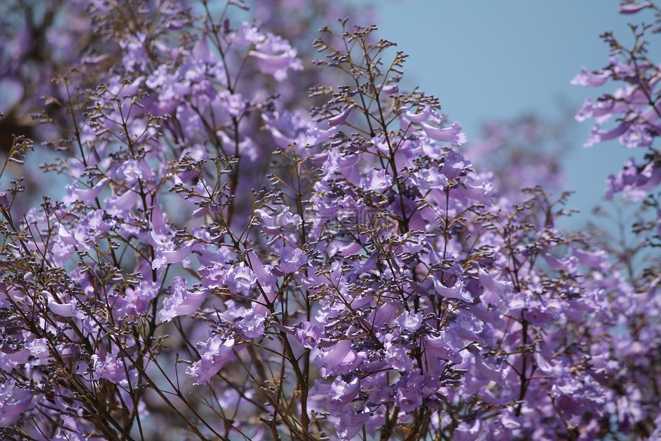 自然,紫色,蓝花楹树