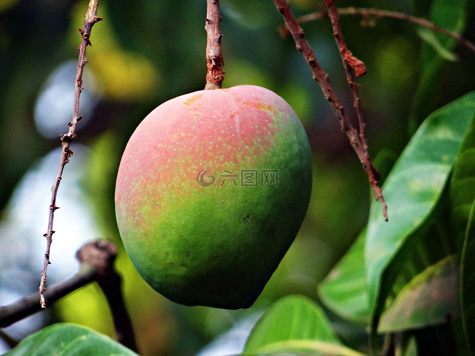 芒果,关于成熟,热带水果