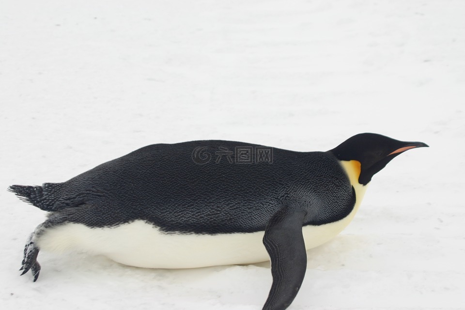 皇帝企鹅,冰,雪