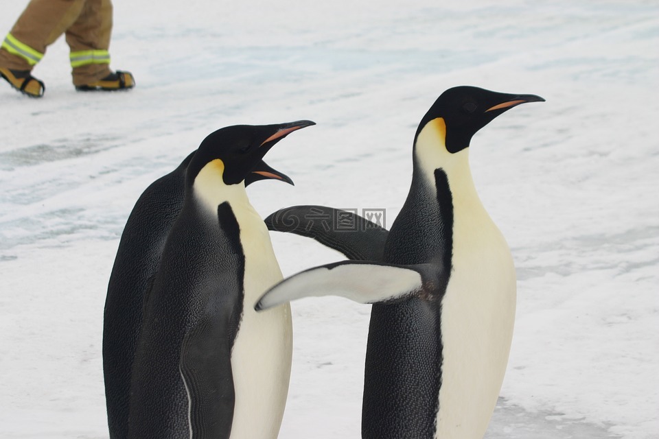 企鹅,皇帝,南极洲