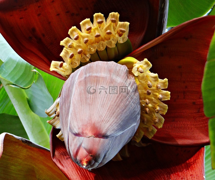 香蕉开花,香蕉树,香蕉
