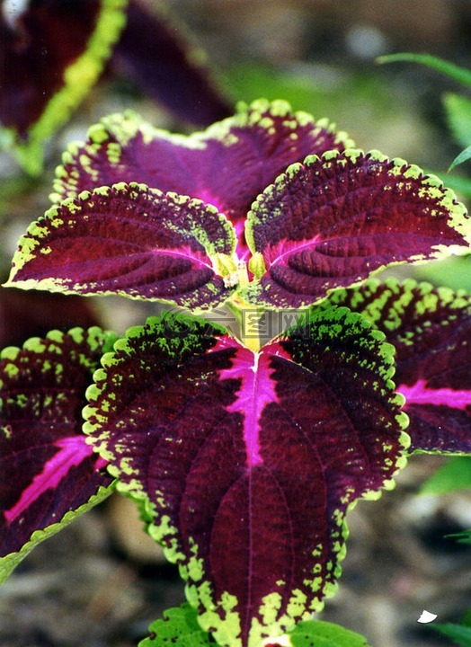 植物,紫色,绿色