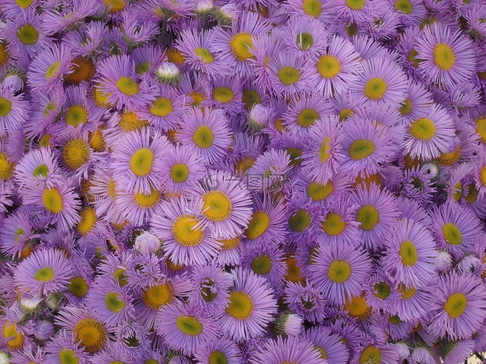 花卉,紫色,大自然