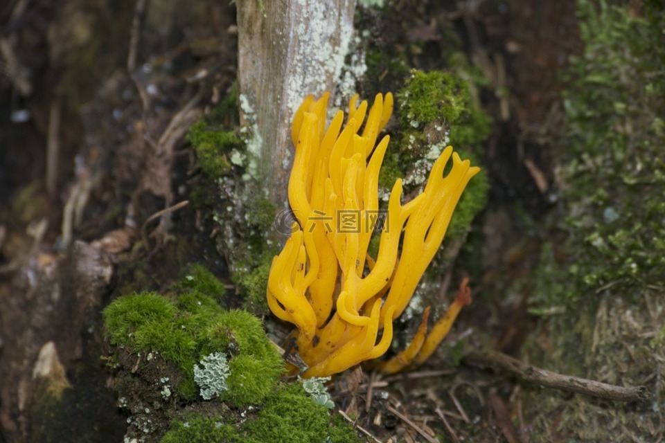 黄色,蘑菇,森林