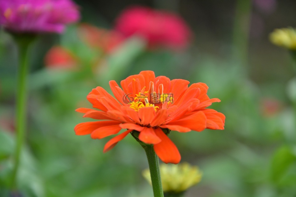 橙花,花瓣,性质