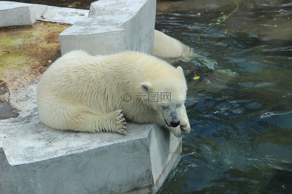 白熊,动物园,夏季