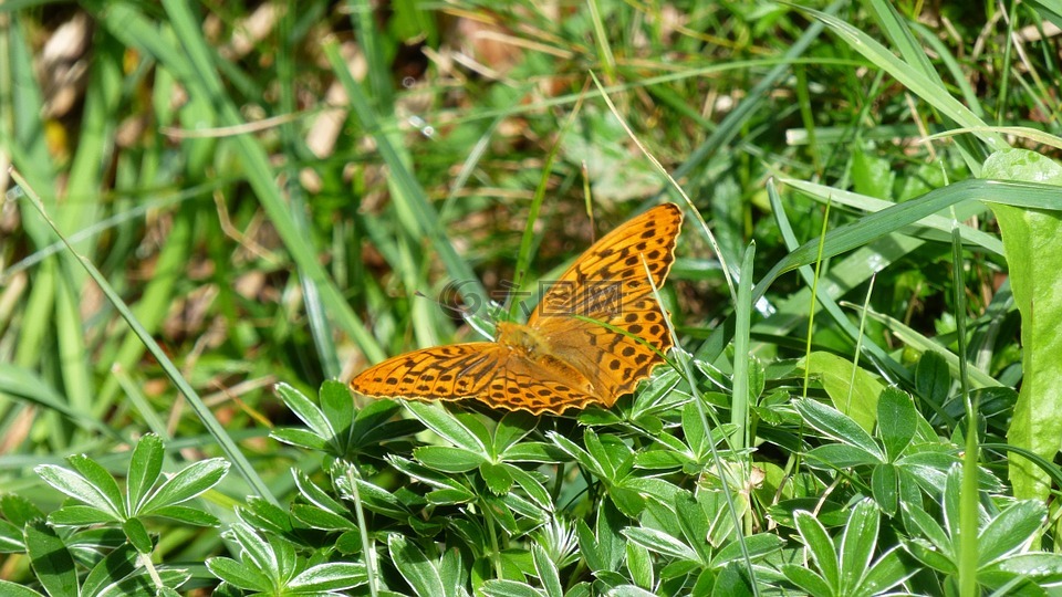 蝴蝶,边缘戒指珍珠母蛾,boloria eunomia