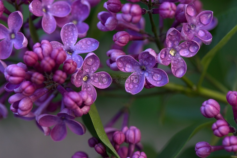 紫丁香,花卉,mov