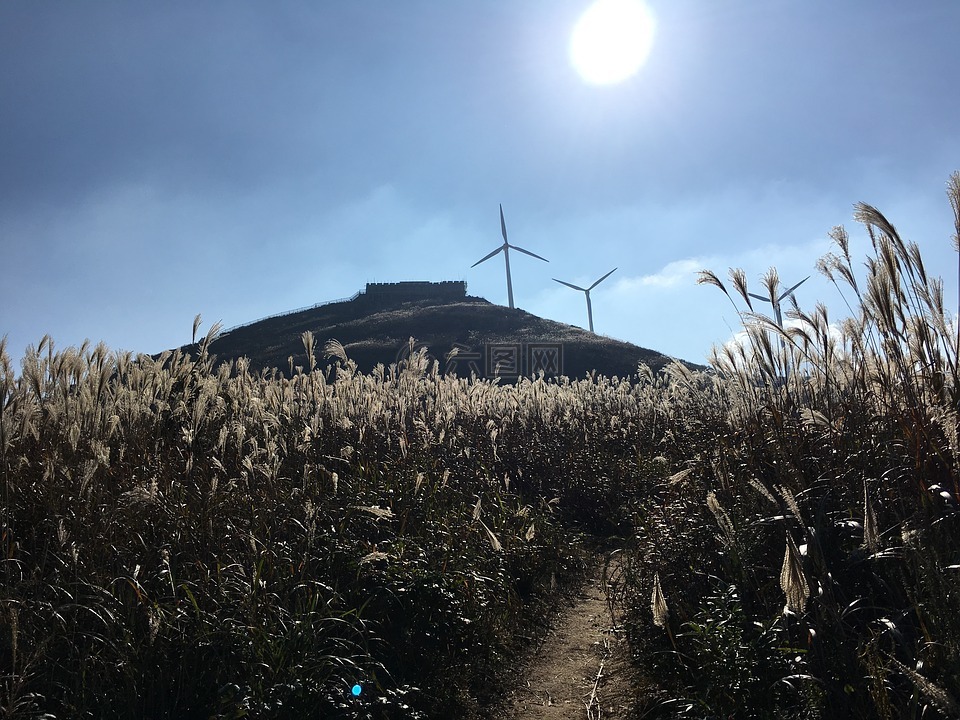 阳光,东白山,芦苇