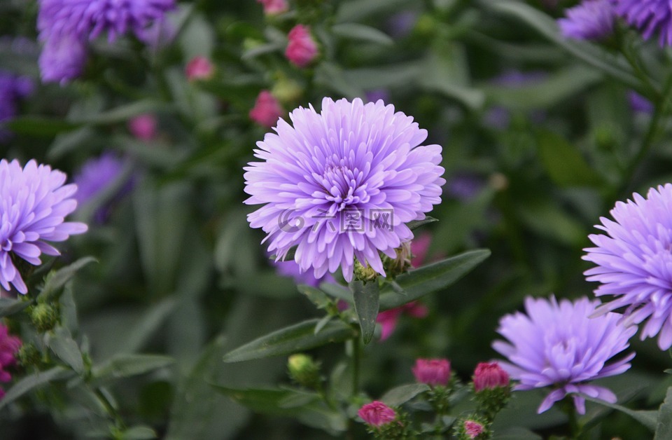 鲜花,紫色的小花,翠菊