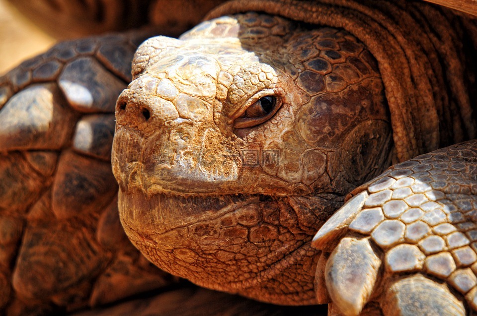 纵横交错的乌龟,非洲,塞内加尔