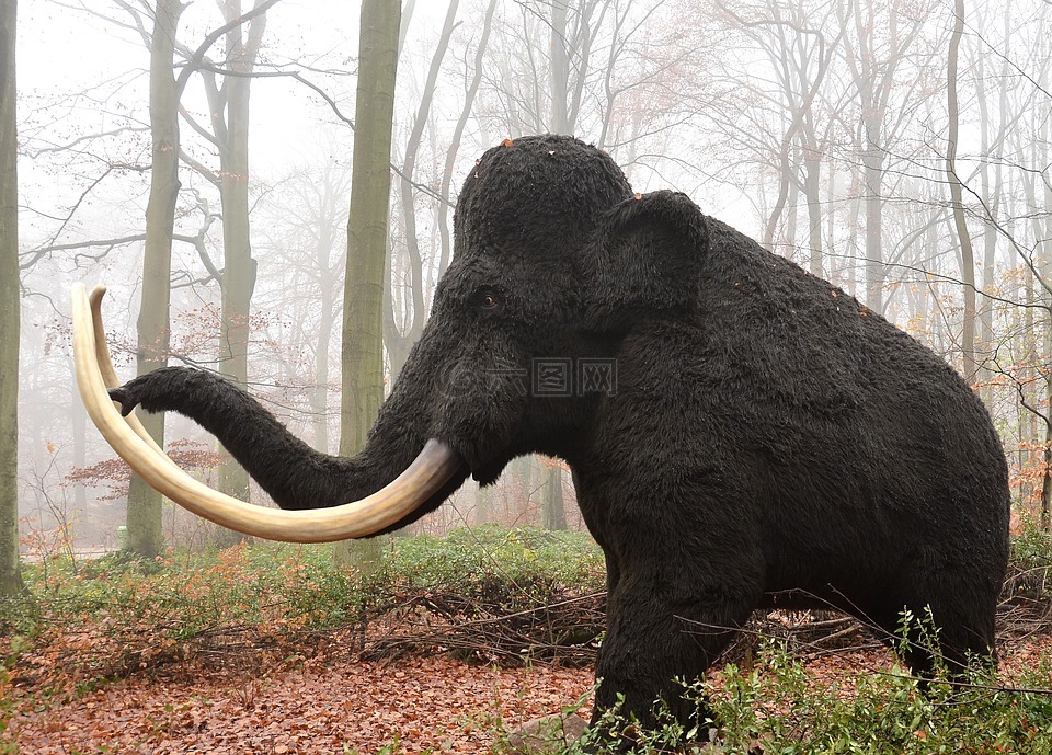 mamut,哺乳动物,灭绝