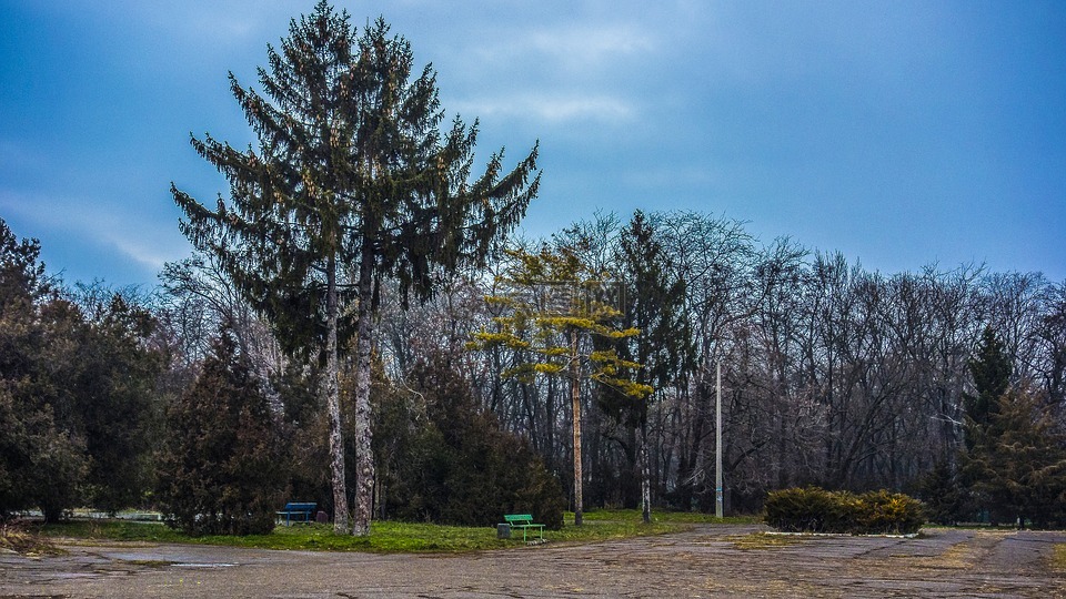 公园,敖德萨,树木