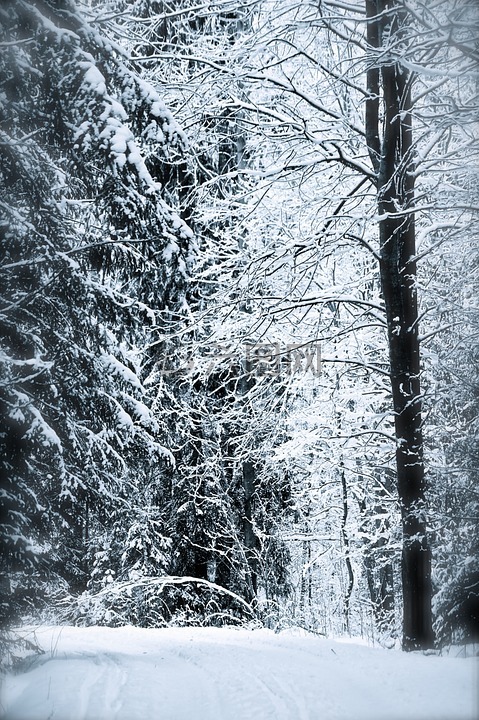 童话,森林,雪