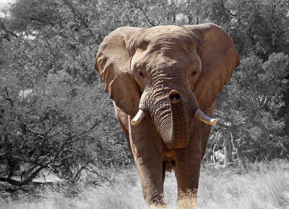 象,纳米比亚,非洲