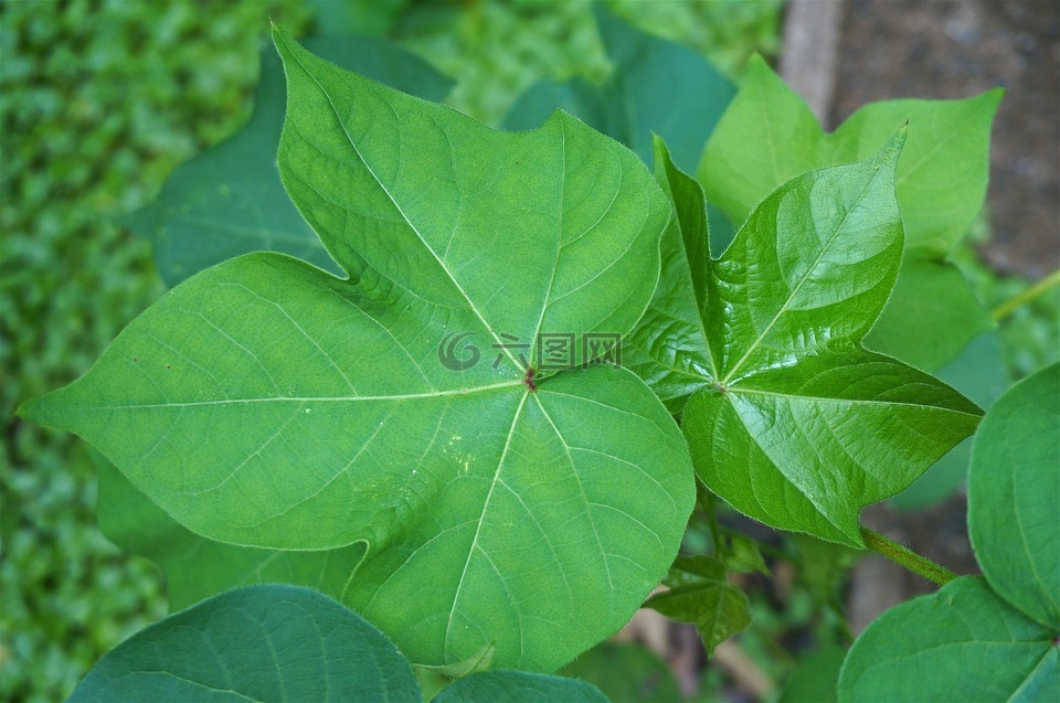 棉植物叶片,花园,叶子